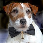 Uggie's Charity Legacy