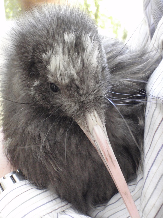 Hunter the kiwi