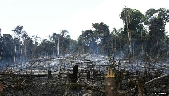 Destruction in the Awá homeland