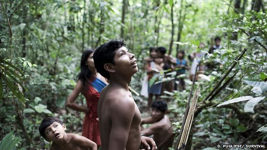 The Awá in their forest