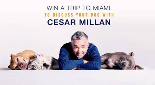 Meet Cesar Millan!