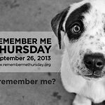 Stars Unite For Animal Welfare On Remember Me Thursday