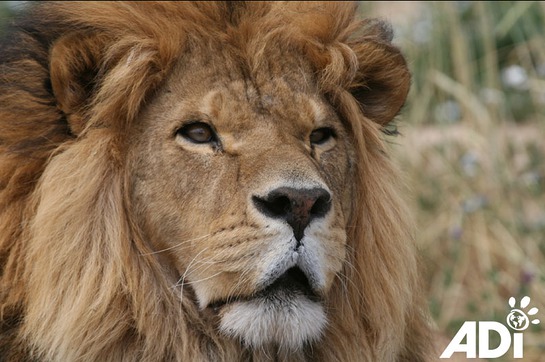 One of the stars of Lion Ark, The Movie One of the stars of Lion Ark, The Movie