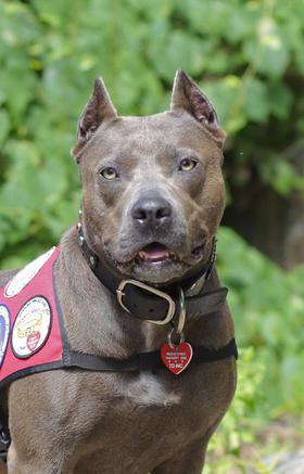 Congratulations to Elle the pit bull, winner of the 2013 American Humane Association Hero Dog Awards