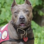 Pit Bull Named American Hero Dog At Star-Studded Event