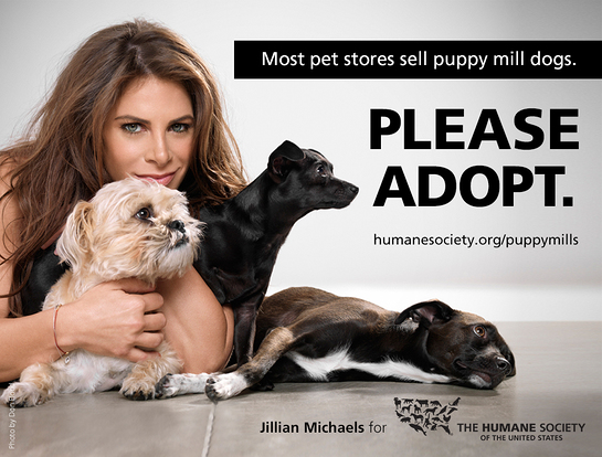 Jillian Michaels Says No To Puppy Mills In Humane Society Billboard - Look to the Stars Jillian Michaels Says No To Puppy Mills In Humane Society Billboard - Look to the Stars
