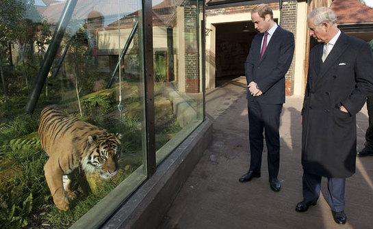 The Prince of Wales and The Duke of Cambridge tour the tiger enclosure ahead of a meeting of 'United for Wildlife' at the Zoological Society of London