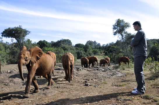 Yao Ming watches a parade of orphan elephants at the David Sheldrick Wildlife Trust.