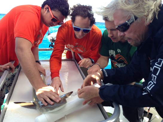 Richard Branson Helps Tag The First Shark In The BVI