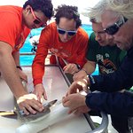 Richard Branson Helps Tag Sharks In The British Virgin Islands