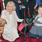 Duchess Of Cornwall Named As Patron Of Medical Detection Dogs