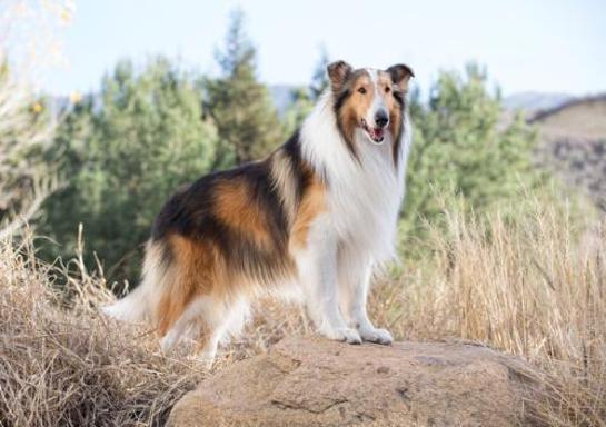 Lassie Named As Save The Children Ambassador