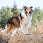 Lassie Named As Save The Children Campaign Ambassador