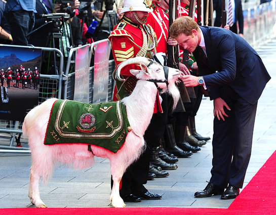 Prince Harry meets Shenkin, regimental mascot of the 3rd Battalion, as he attends the 50th anniversary screening of Zulu