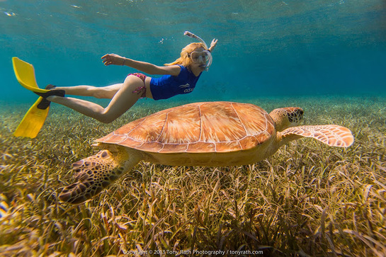 Angela Kinsey, Green Sea Turtle 