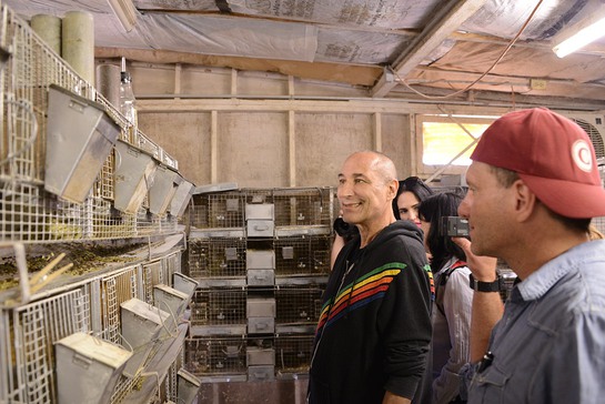 Sam Simon inspects dozens of chinchillas awaiting transport to the San Diego Humane Society and SPCA