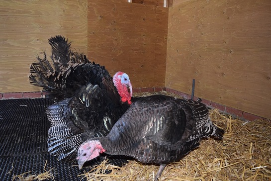 The Turkeys Find A New Home