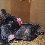 Two Lucky Turkeys Escape To Leona Lewis' Sanctuary