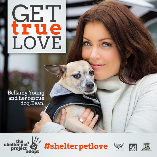 Bellamy Young's Shelter Pets Ad