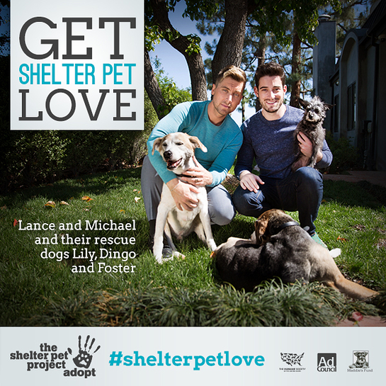 Lance Bass Shelter Pet Project