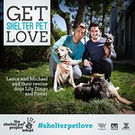 Lance Bass Stars In New Videos For The Shelter Pet Project