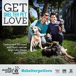 Lance Bass Stars In New Videos For The Shelter Pet Project