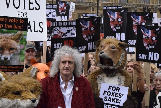 Brian May At Fox Hunting Protest