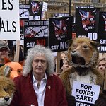 Brian May Helps Celebrate Win Against Fox Hunting