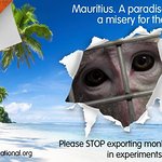 Jane Goodall Speaks Out Against Mauritius Monkey Trade