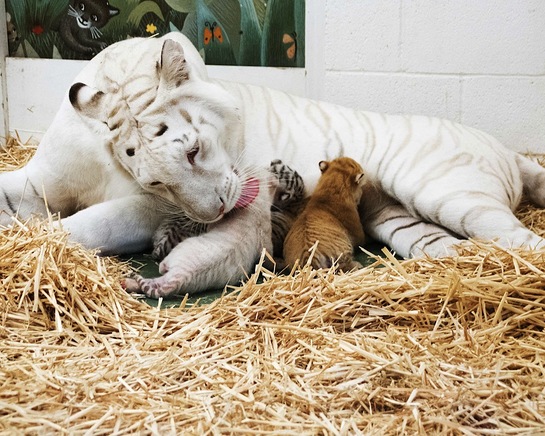 Siegfried & Roy's SARMOTI cubs with their mother, Indira