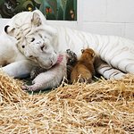 Siegfried & Roy Introduce New Tiger Cubs As Ambassadors Of Conservation