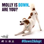 Kristen Bell Helps MTV2 Launch #Down2Adopt